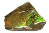 Iridescent Ammolite (Fossil Ammonite Shell) - Alberta, Canada #147425-1
